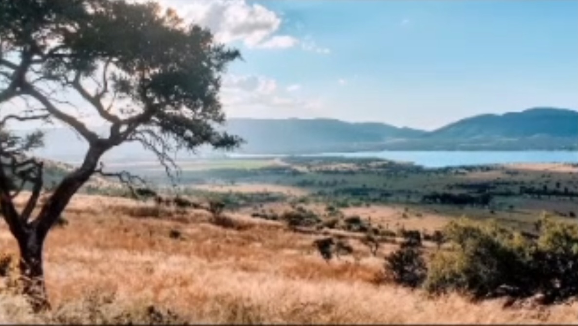 Golden grassland and a lone tree overlooking Hartbeespoort Dam and mountains
